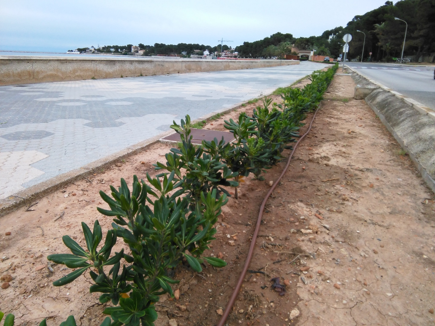 Parques y Jardines realiza trabajos de adecuación y replantación en el paseo de la Marineta Cassiana