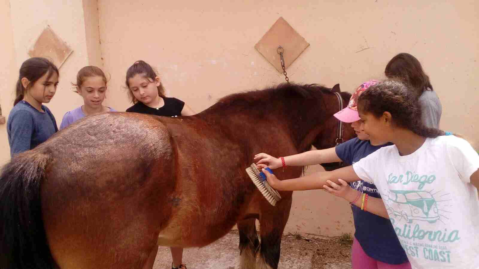 Més de 130 escolars participen en les visites guiades al refugi de cavalls d’APAC que organitza la Regidoria de Medi Ambient