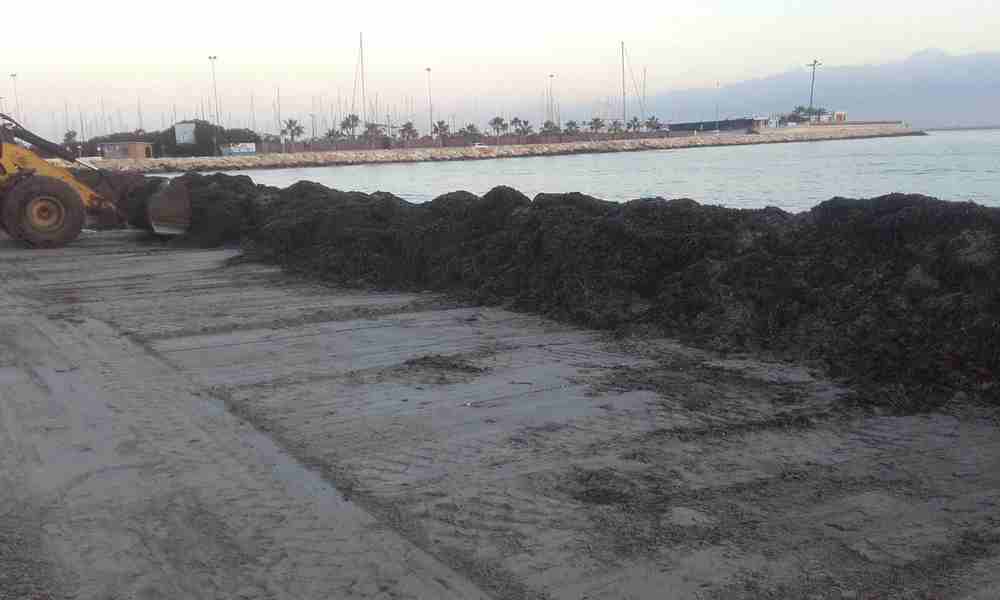  El Ajuntament de Dénia forma barreras de posidonia en las playas para frenar la erosión 
