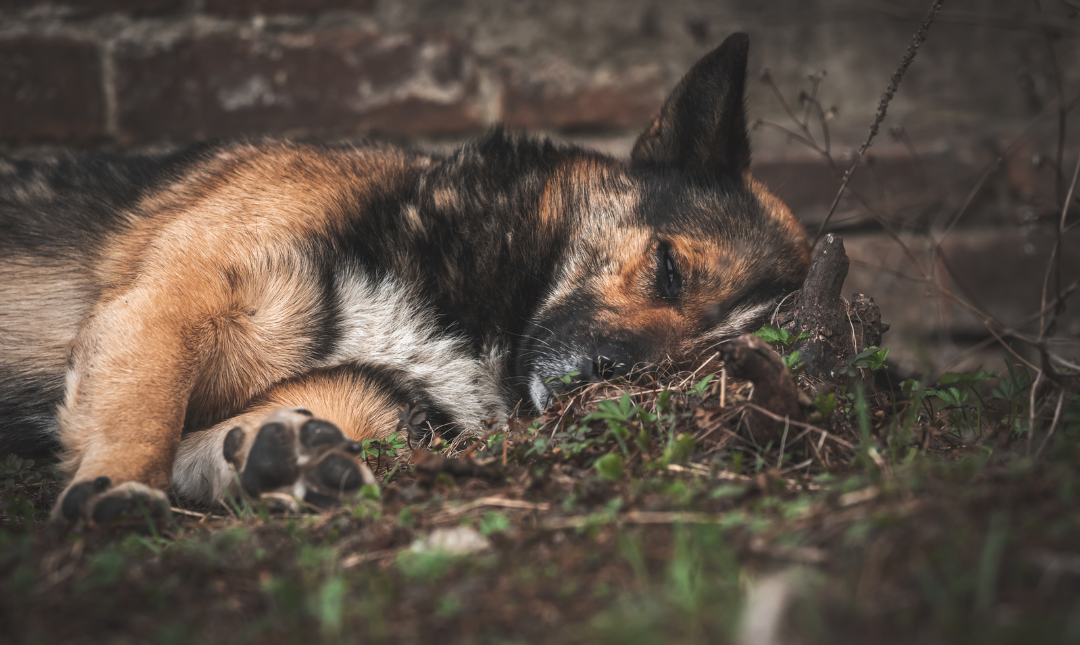 Històries de voluntariat amb animals que marquen la diferència