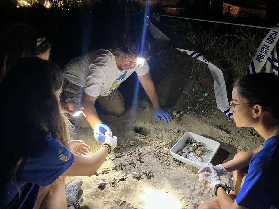 Eclosiona un niu de tortugues a la platja del Raset