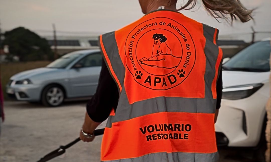 Voluntariat: així és com pots ajudar les protectores i associacions d'animals