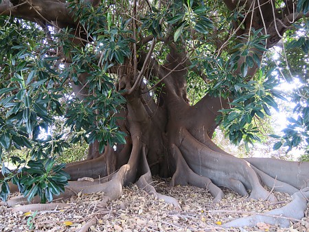 Ficus Alqueria de la Serra