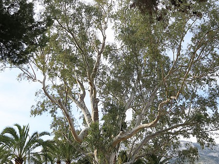 Eucaliptus Cortijo